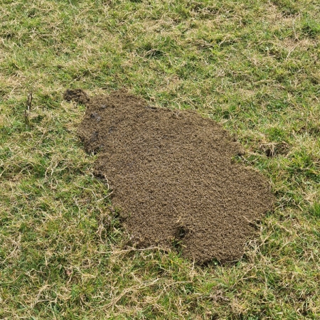 A mound for beatles