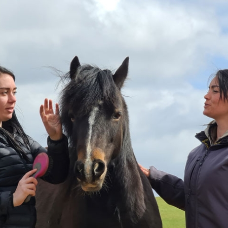 Daughers Kirsty & Kara brushing the horse