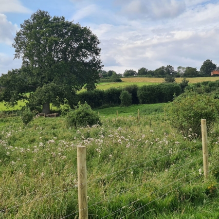 Wild conservation area and oak tree