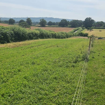 Fenced off conservation area