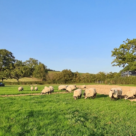 Sheep grazing