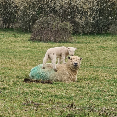 Climbing on mum