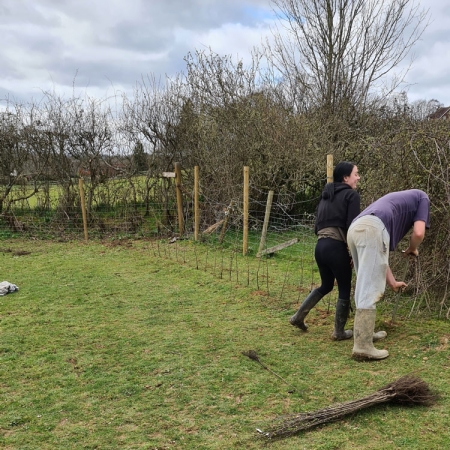 Planting more trees