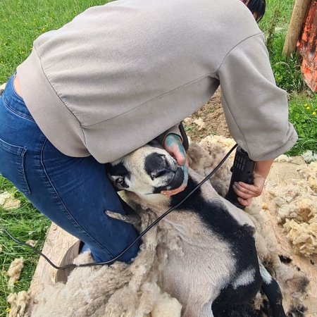 Shearing the sheep