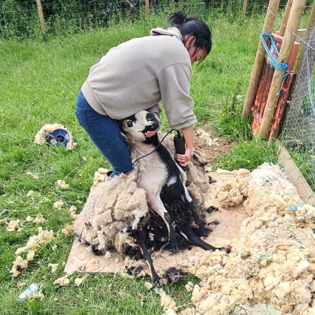 Shearing the sheep