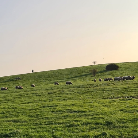 The sheep in the sunset