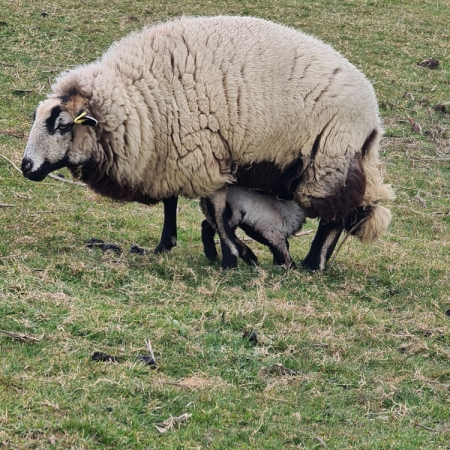 Suckling off mum