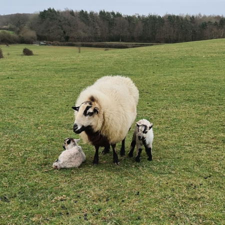 Twins with mum