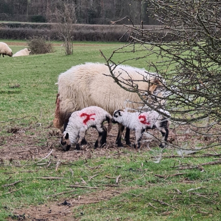 Twins with mum